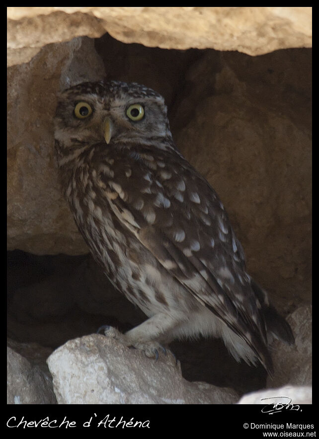 Chevêche d'Athénaadulte, identification