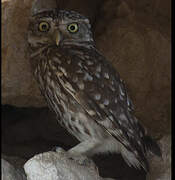 Little Owl