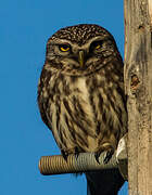 Little Owl