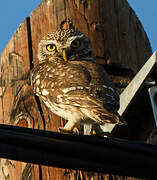 Little Owl