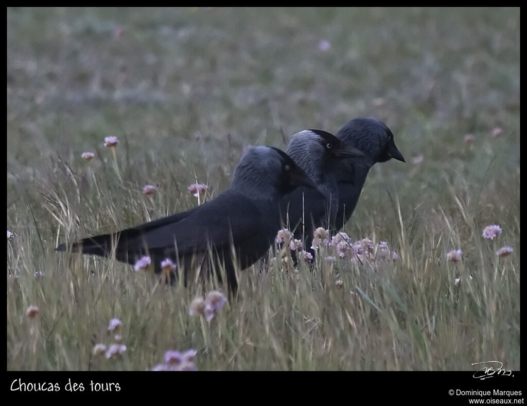 Western Jackdaw, identification