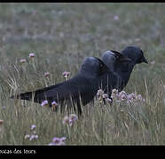 Western Jackdaw