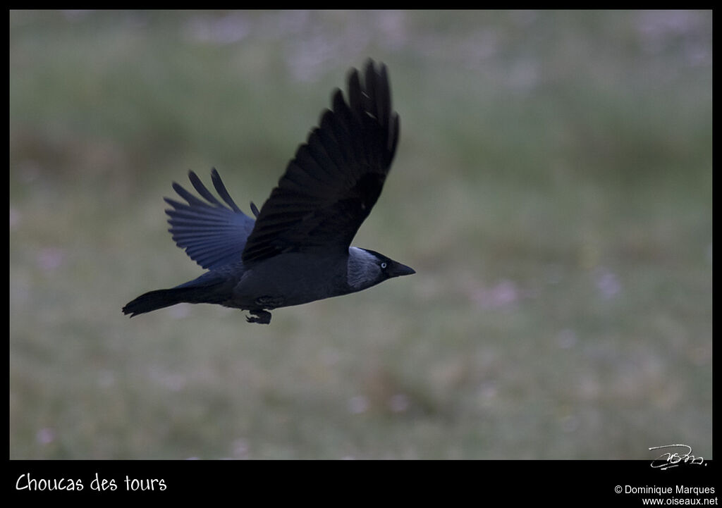 Western Jackdawadult, Flight