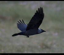 Western Jackdaw