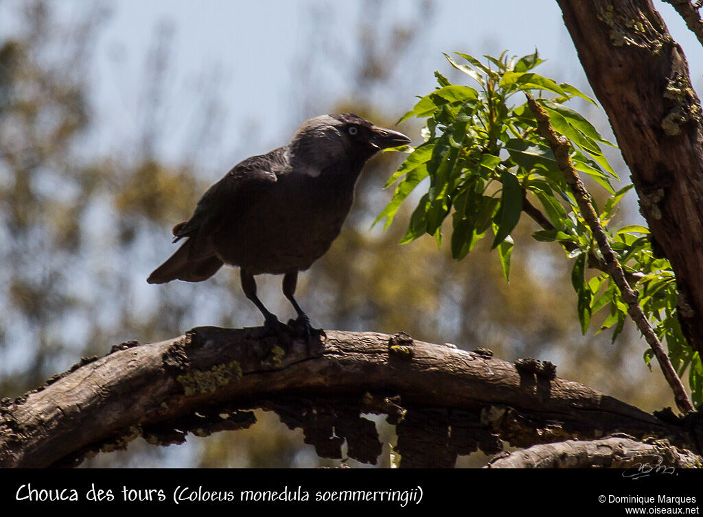 Western Jackdawadult, identification