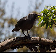 Western Jackdaw