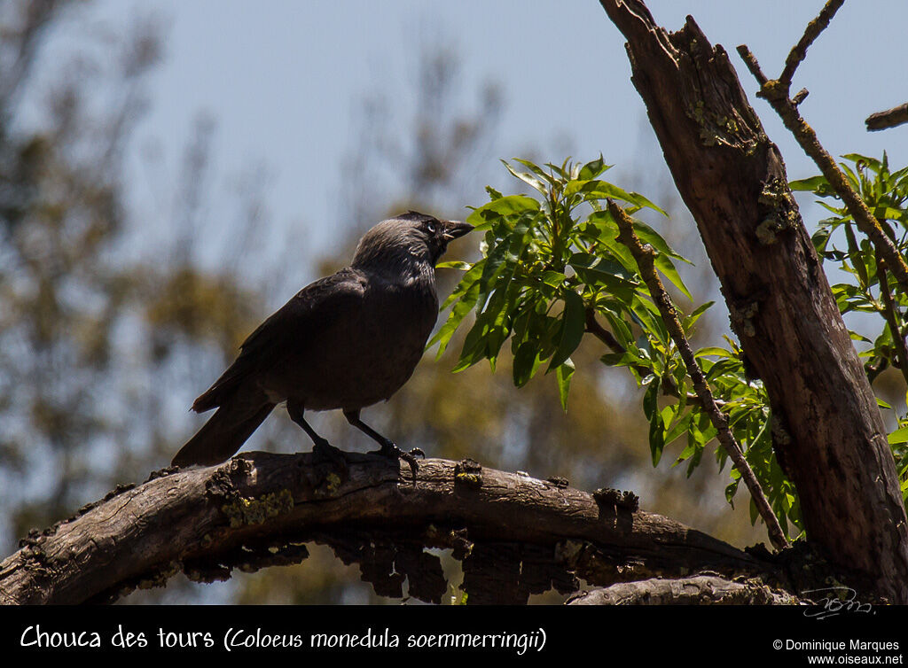 Western Jackdaw