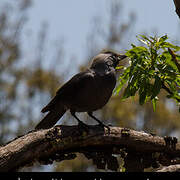 Western Jackdaw