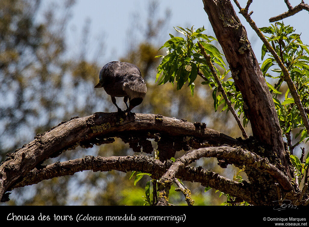 Western Jackdaw