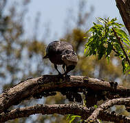 Western Jackdaw