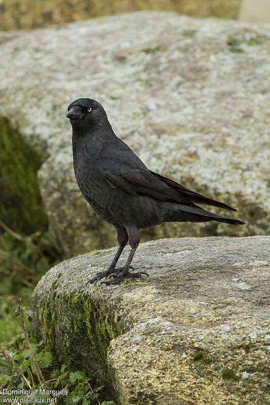 Choucas des toursjuvénile, identification