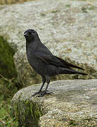 Western Jackdaw