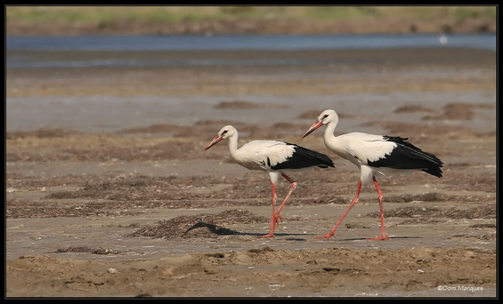 White Stork