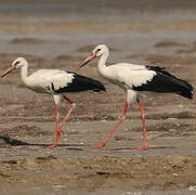 White Stork