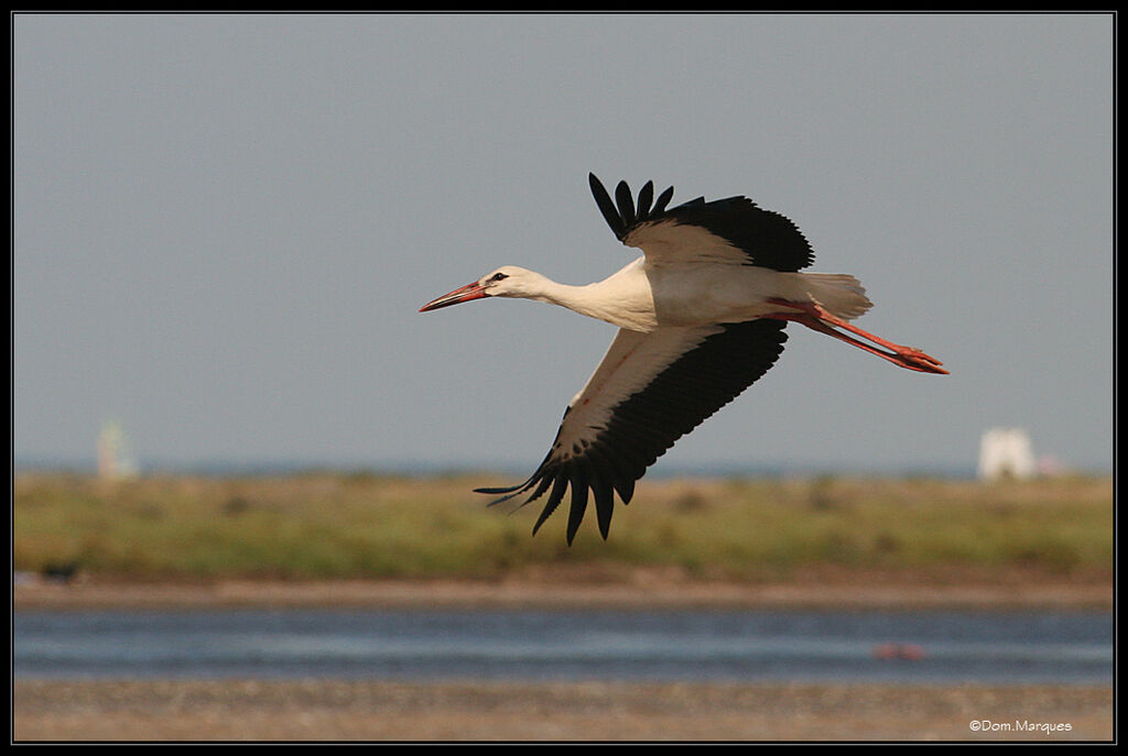 Cigogne blanche