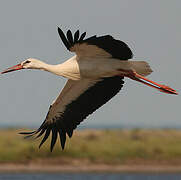 White Stork