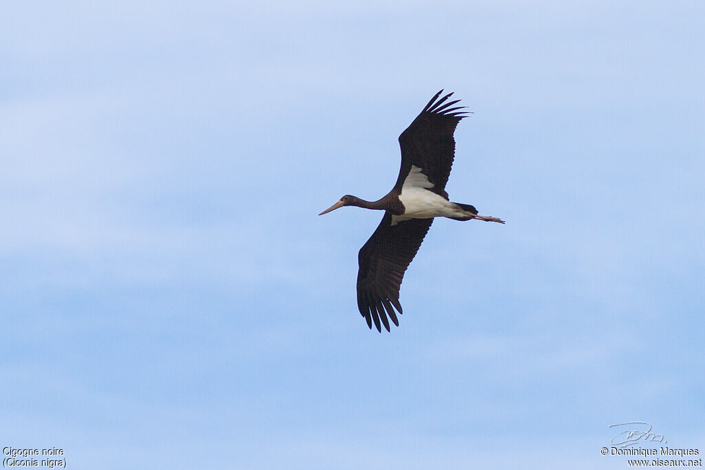 Black Storkjuvenile, identification