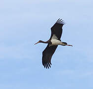 Black Stork