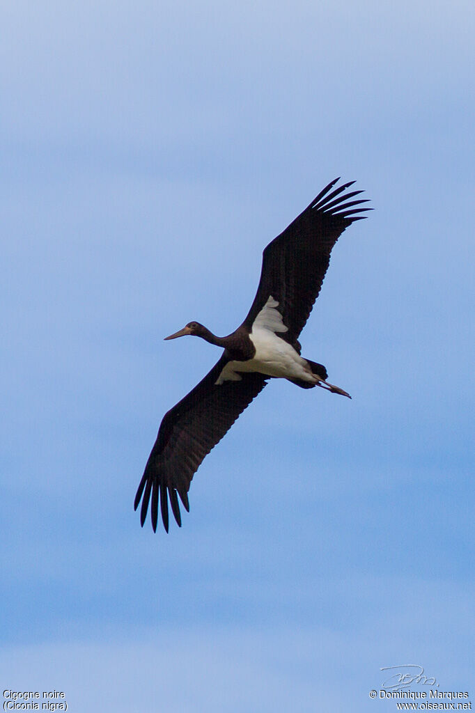 Black Storkjuvenile, Flight