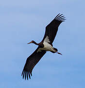 Black Stork