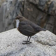 White-throated Dipper