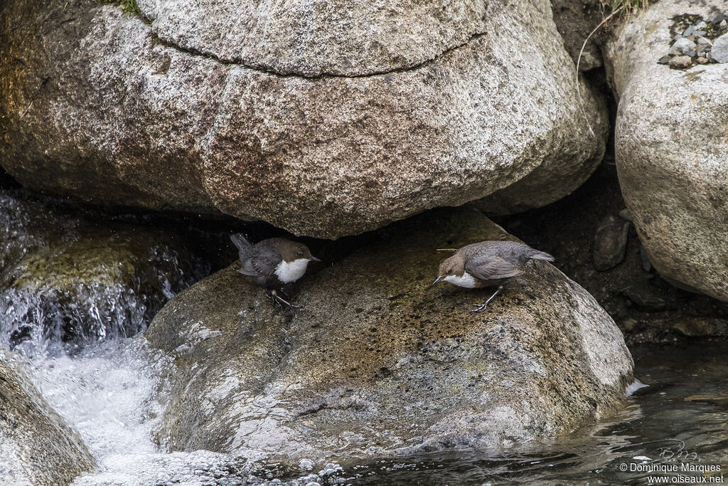 White-throated Dipperadult breeding