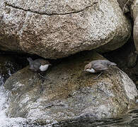 White-throated Dipper