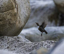 White-throated Dipper