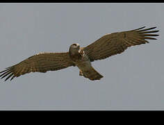 Short-toed Snake Eagle