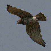 Short-toed Snake Eagle