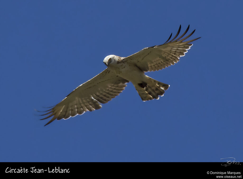 Circaète Jean-le-Blancadulte, identification