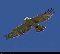 Short-toed Snake Eagle