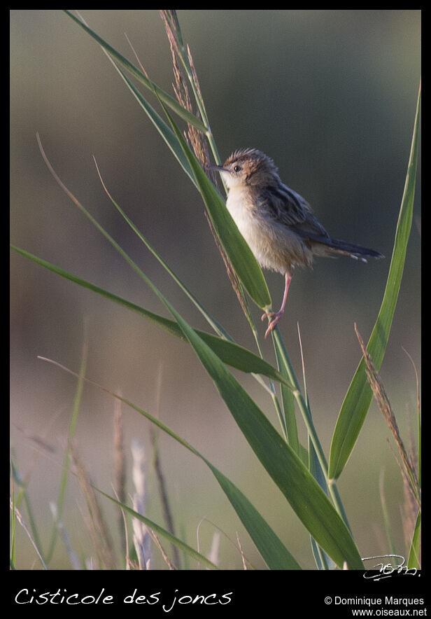 Zitting Cisticolaadult, identification