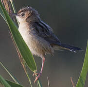 Zitting Cisticola