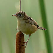 Zitting Cisticola