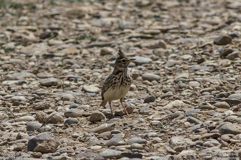 Thekla's Larkadult, identification