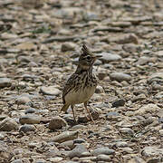 Thekla's Lark