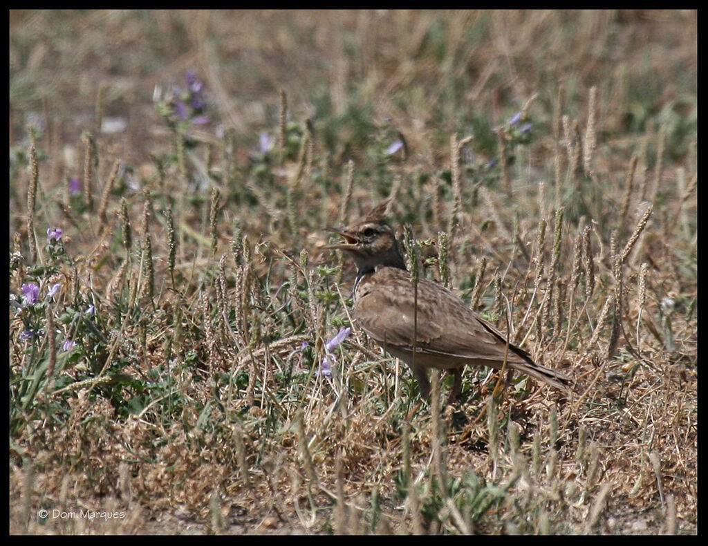 Crested Larkadult