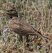 Crested Lark