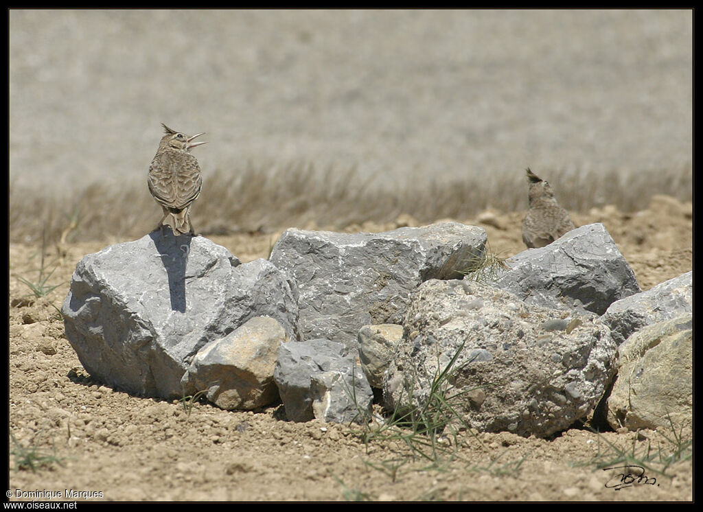 Crested Larkadult