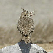 Crested Lark