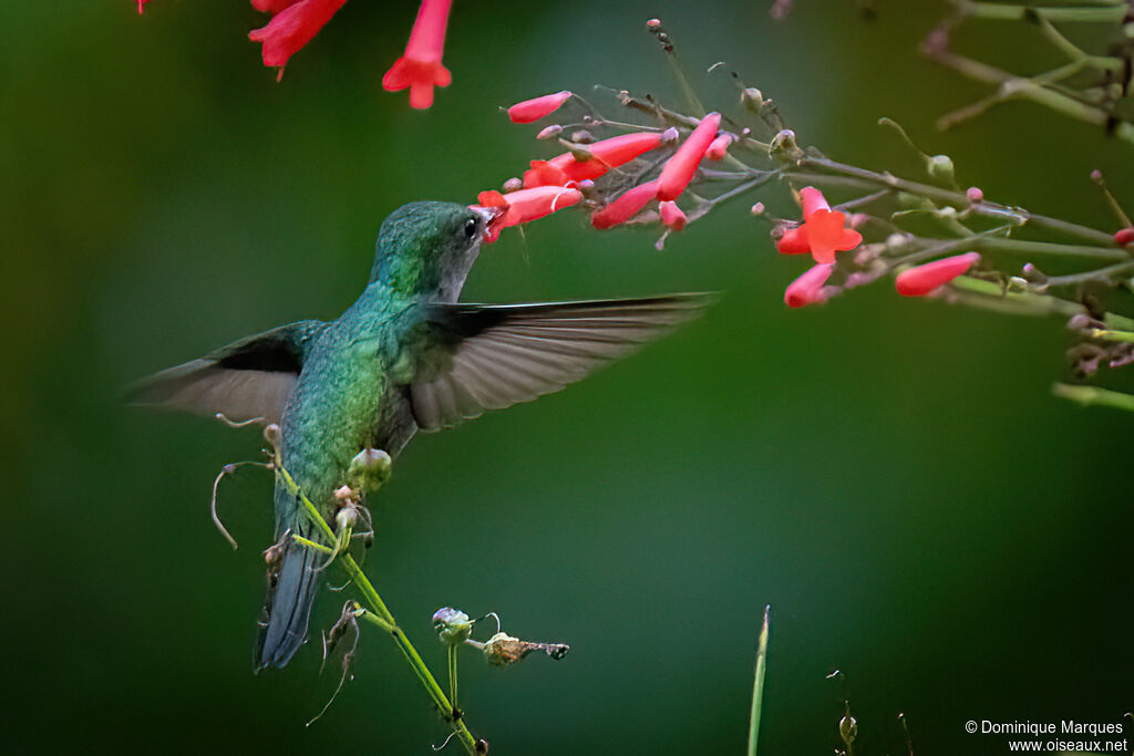 Colibri huppé femelle adulte