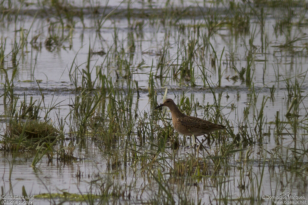 Combattant variéjuvénile, identification