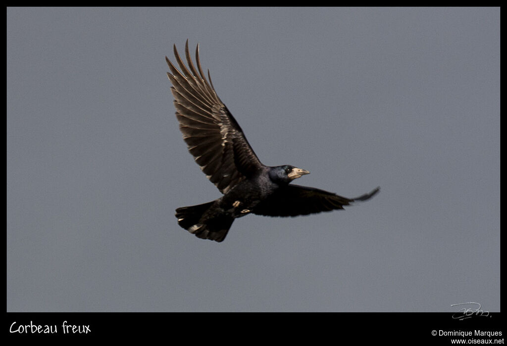 Corbeau freuxadulte, identification