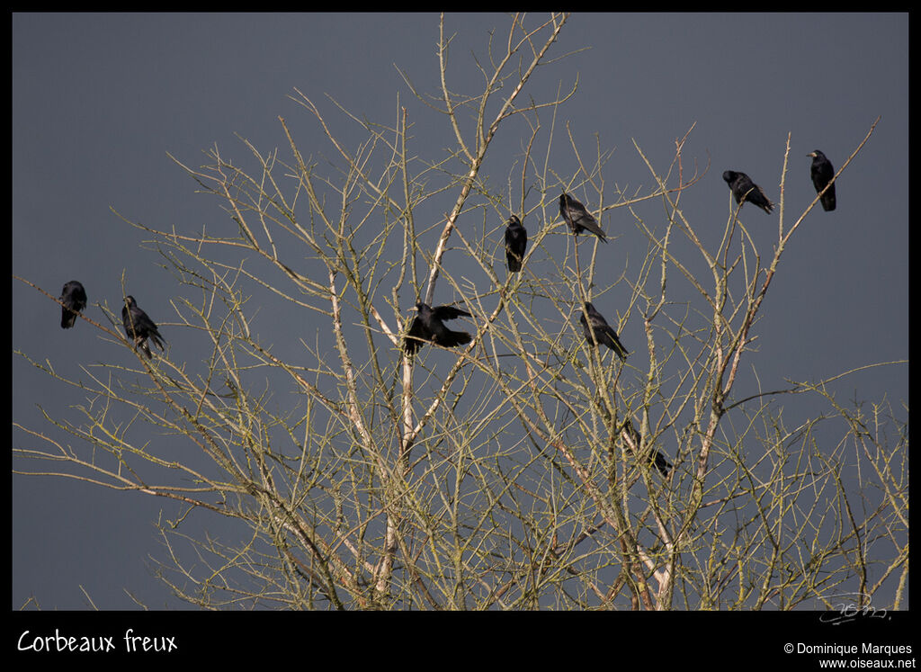 Rook, identification, Behaviour