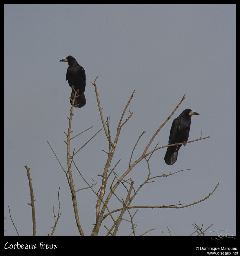 Corbeau freuxadulte, identification