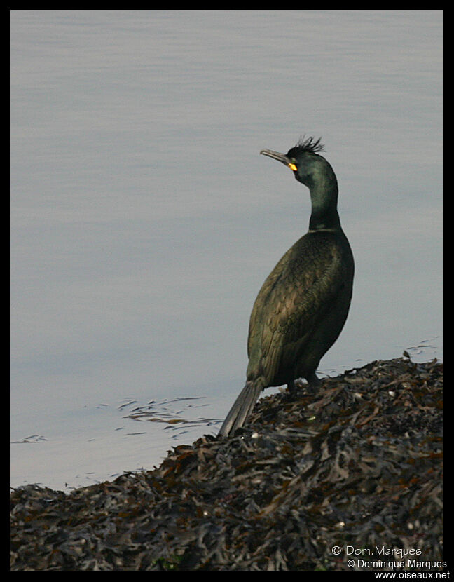 Cormoran huppéadulte nuptial, identification