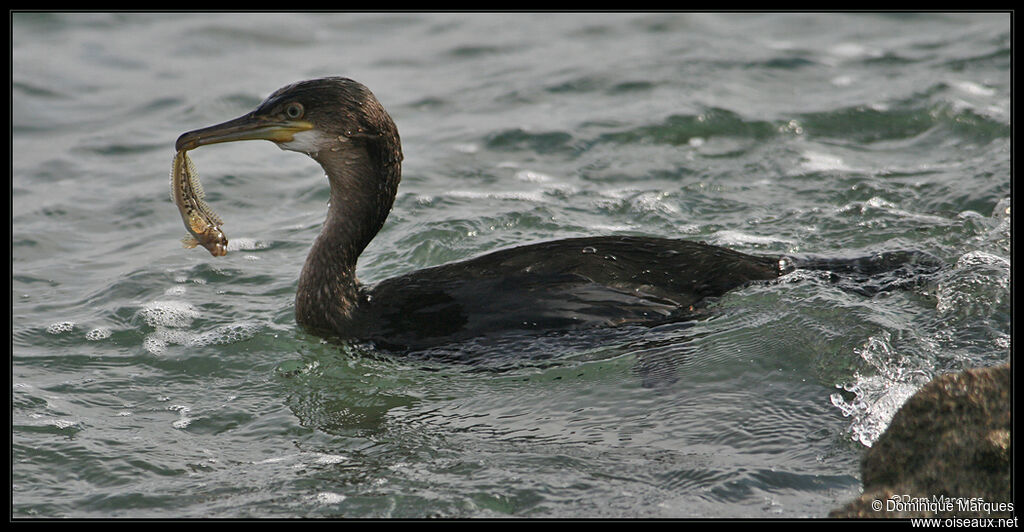 Cormoran huppéjuvénile, mange