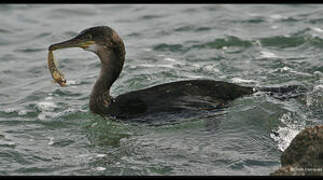 European Shag