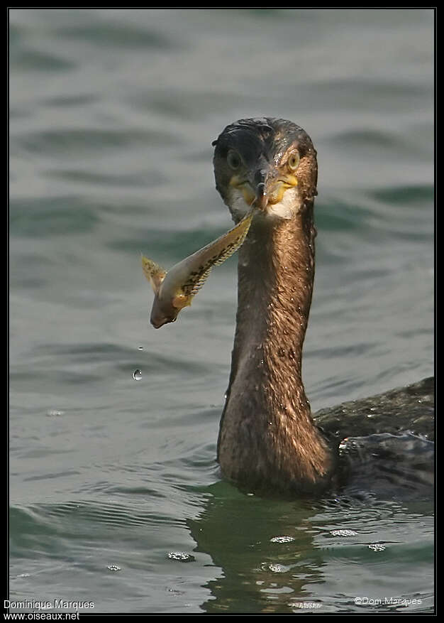 European Shagjuvenile, close-up portrait, feeding habits, eats